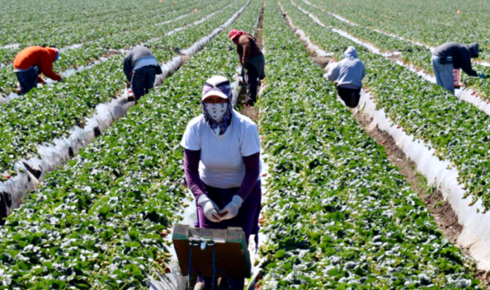 lavoro nei campi braccianti Monte Pellegrino verde piante prato natura scampagnata